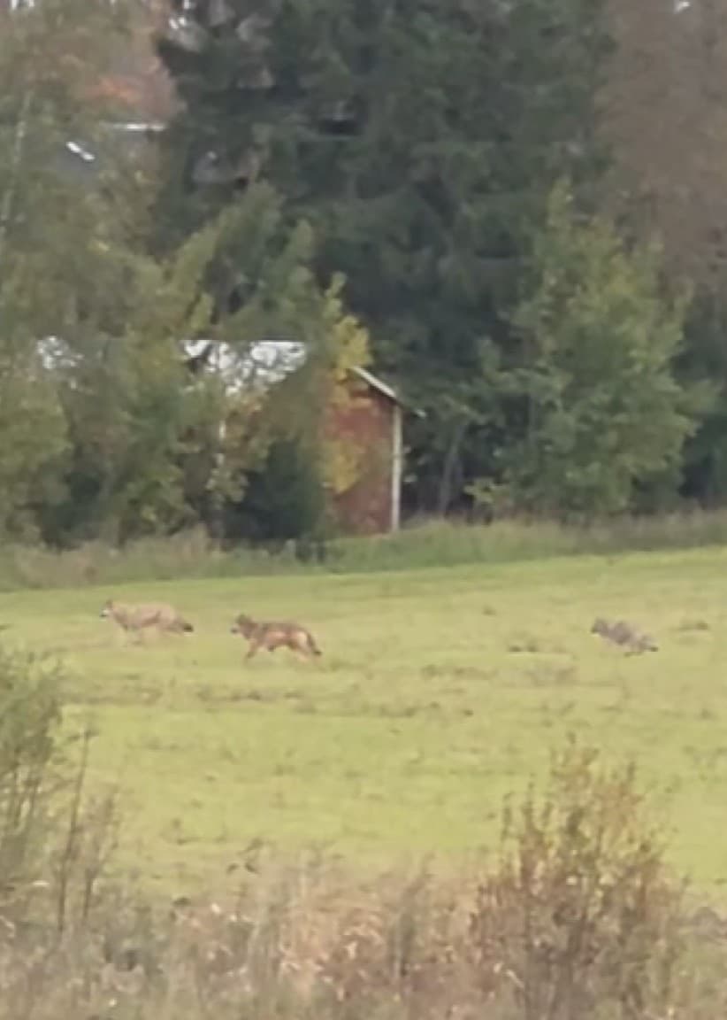 Ellinor Lod bredvid en bild på fyra vargar som rör sig över en äng i Fjugesta, med skog och byggnader i bakgrunden.
