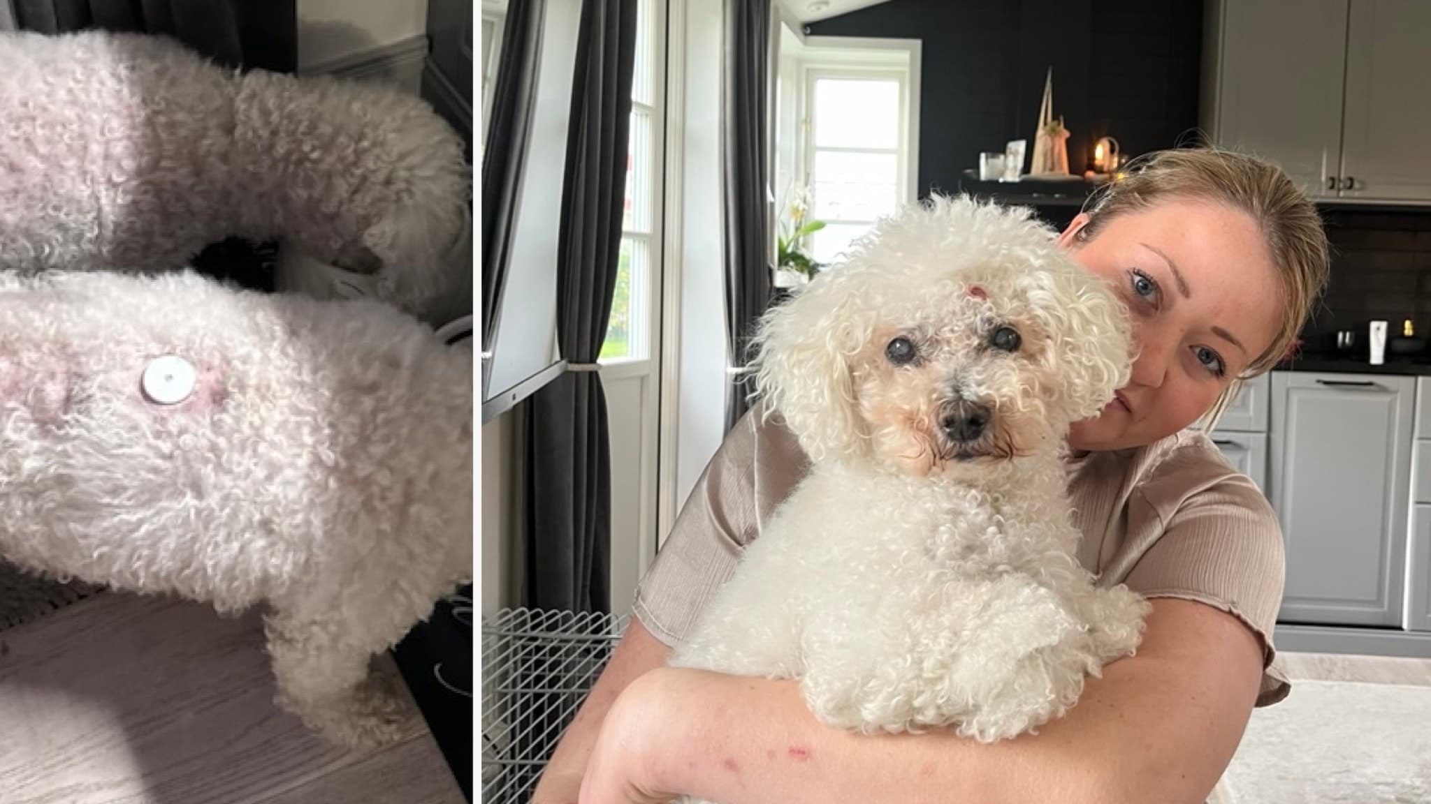 Hunden Axel har diabetes och fick en blodsockermätare på ryggen. Han är en vitlockig liten hund som syns på två bilder, ätande ur en matskål med knappen synlig på ryggen, och sittandes i knät på sin matte  Paulinn Palmgren, en ung kvinna med bakåtstruket hår och beige blus. 