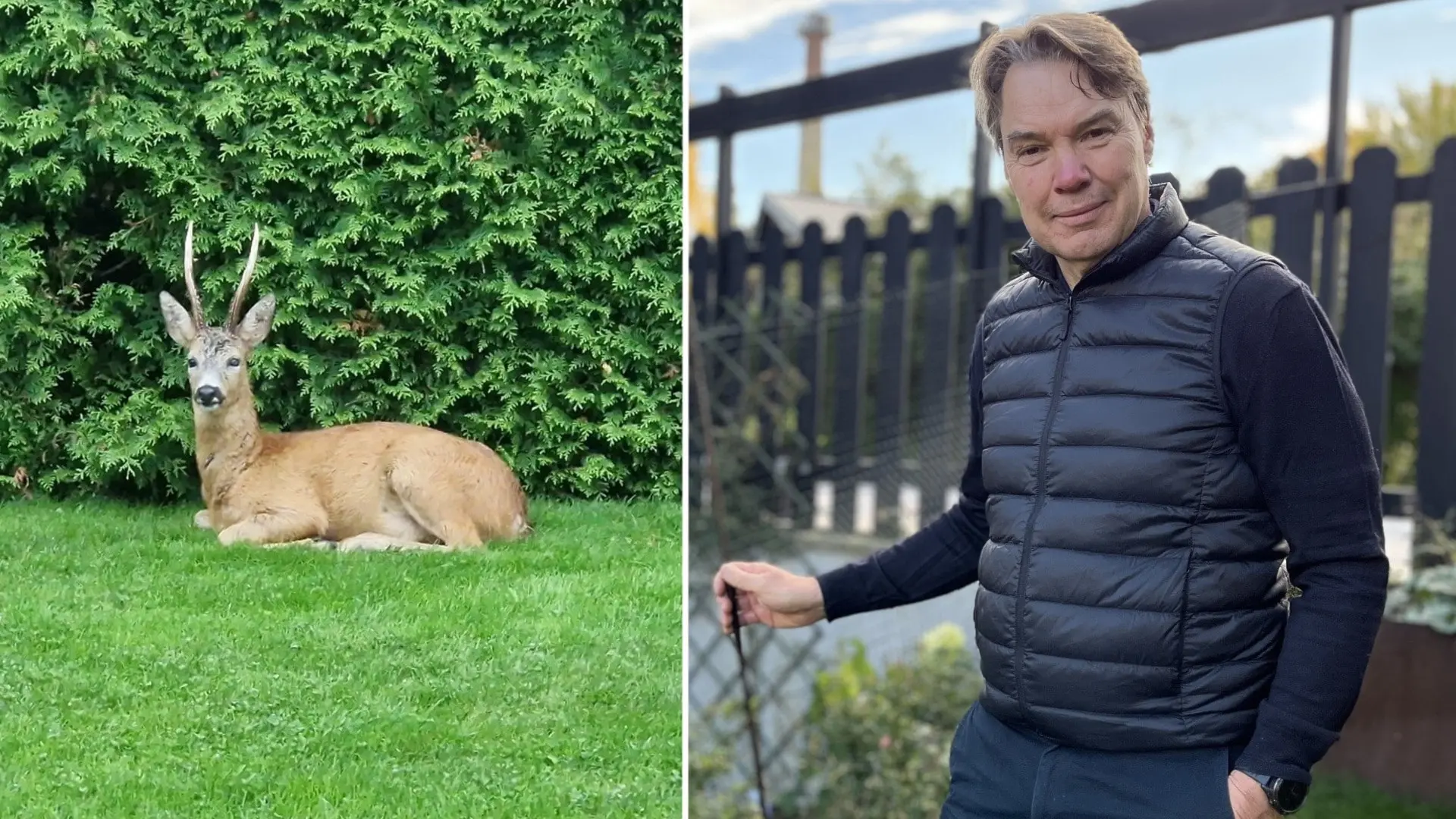 Bild med ett rådjur som ligger på gräs framför en grön häck till vänster och en person iförd en svart väst och tröja som står utomhus framför ett staket till höger.