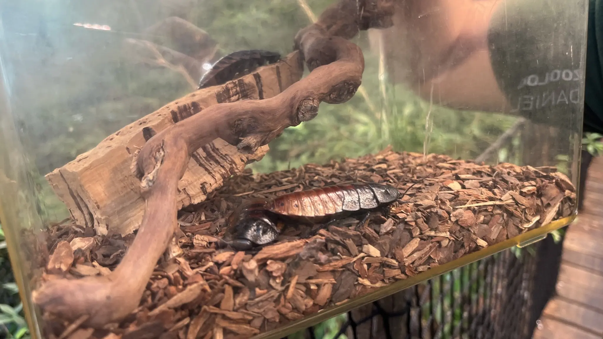 En kackerlacka ligger i en terrarium fylld med träflis, en träbit och en gren. Terrariet står i en grönskande miljö och en arm syns i bakgrunden.