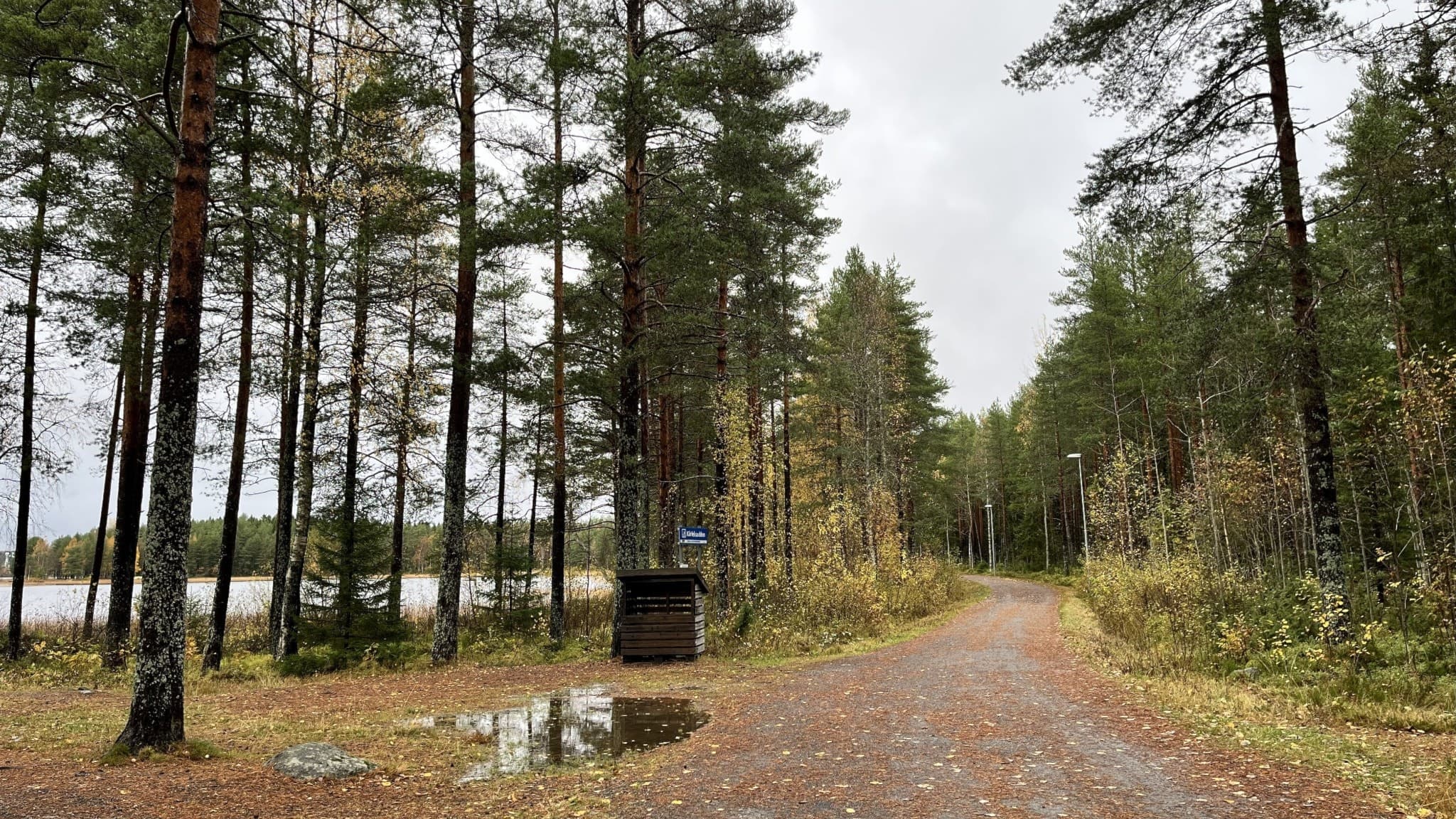 En grusad gångväg slingrar sig genom en skog vid Nydalasjöns norra sida. Höstlöv täcker marken och det är gråmulet väder. Sjön skymtas till vänster bakom träden.