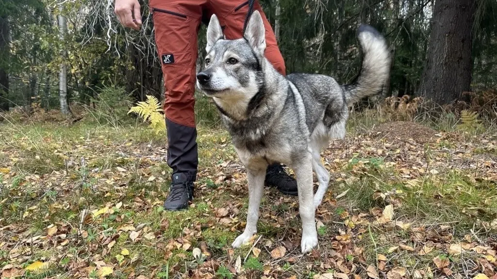 Jämthunden Alma, som har tre ben, står på en gräsmatta omgiven av höstlöv. En person med röda byxor och mörk jacka håller i kopplet. Skog syns i bakgrunden.