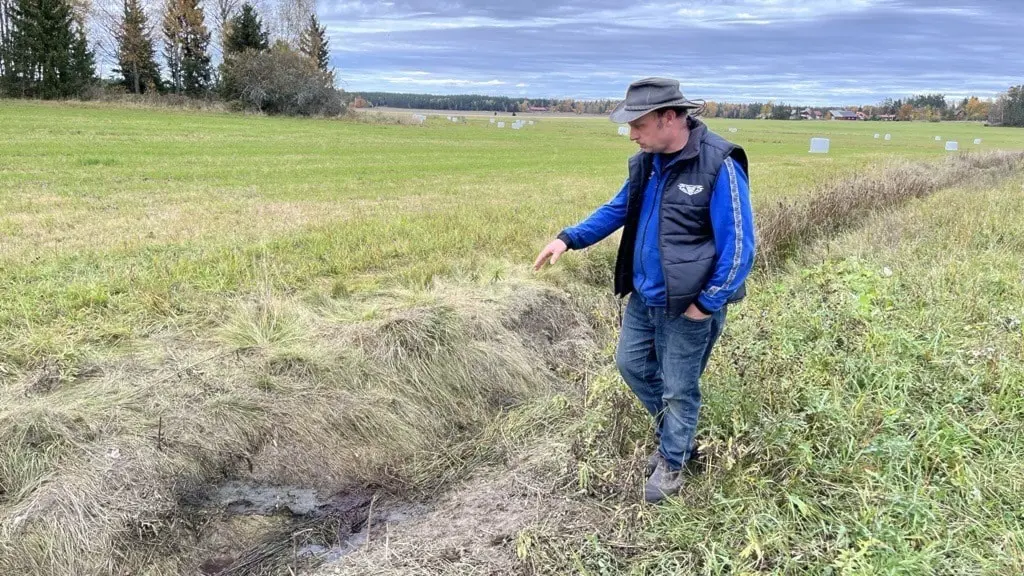 Daniel Wirenborg står vid ett dike på en gräsbevuxen äng och pekar mot platsen där en ko hittades död, efter att ha blivit attackerad av en varg. Träd och öppna fält syns i bakgrunden.