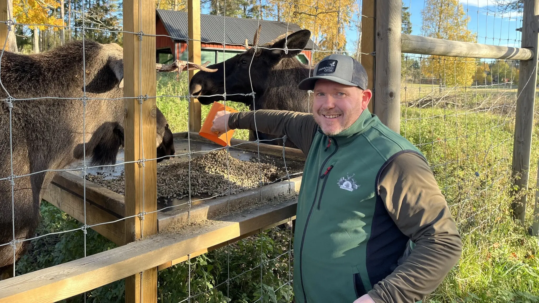En person klädd i mörkgrön jacka matar vildsvin vid en träplattform i lantlig miljö. Höstfärger präglar naturen med gula löv och grön vegetation runt omkring.