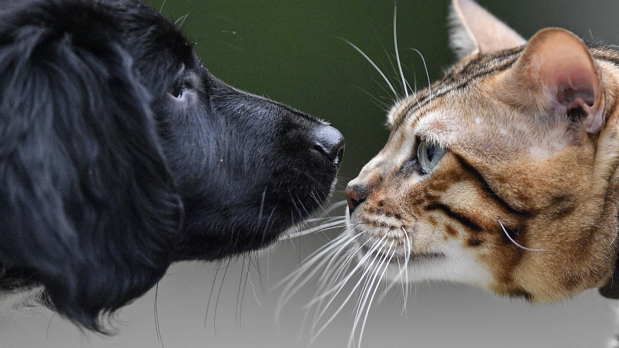 En svart Stabyhoun-hund och en brun Bengal-katt möts nos mot nos på en djurutställning i Dortmund, Tyskland. Bilden visar ett ögonblick av nyfiken interaktion mellan två olika djurarter.