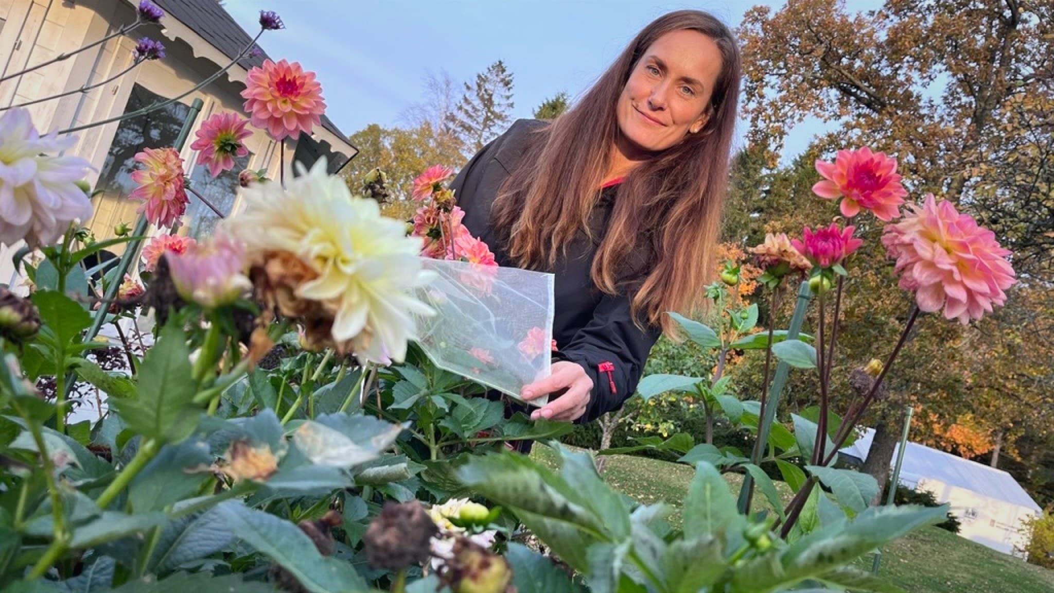 Magdalena Hallberg Clarke står i en trädgård i Hällevadsholm bland färgglada dahlior, omgiven av grönska och blomsterprakt, med fokus på blommorna i förgrunden.