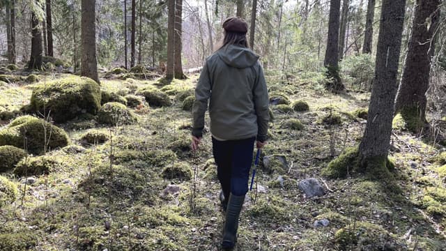 Ingemar Södergren sköter en ärvd skog i Norduppland tillsammans med sina föräldrar. Trots rådet från sin skogsägareförening att slutavverka de gamla träden, har han valt att sköta sin skog på ett annat mer naturnära sätt. 