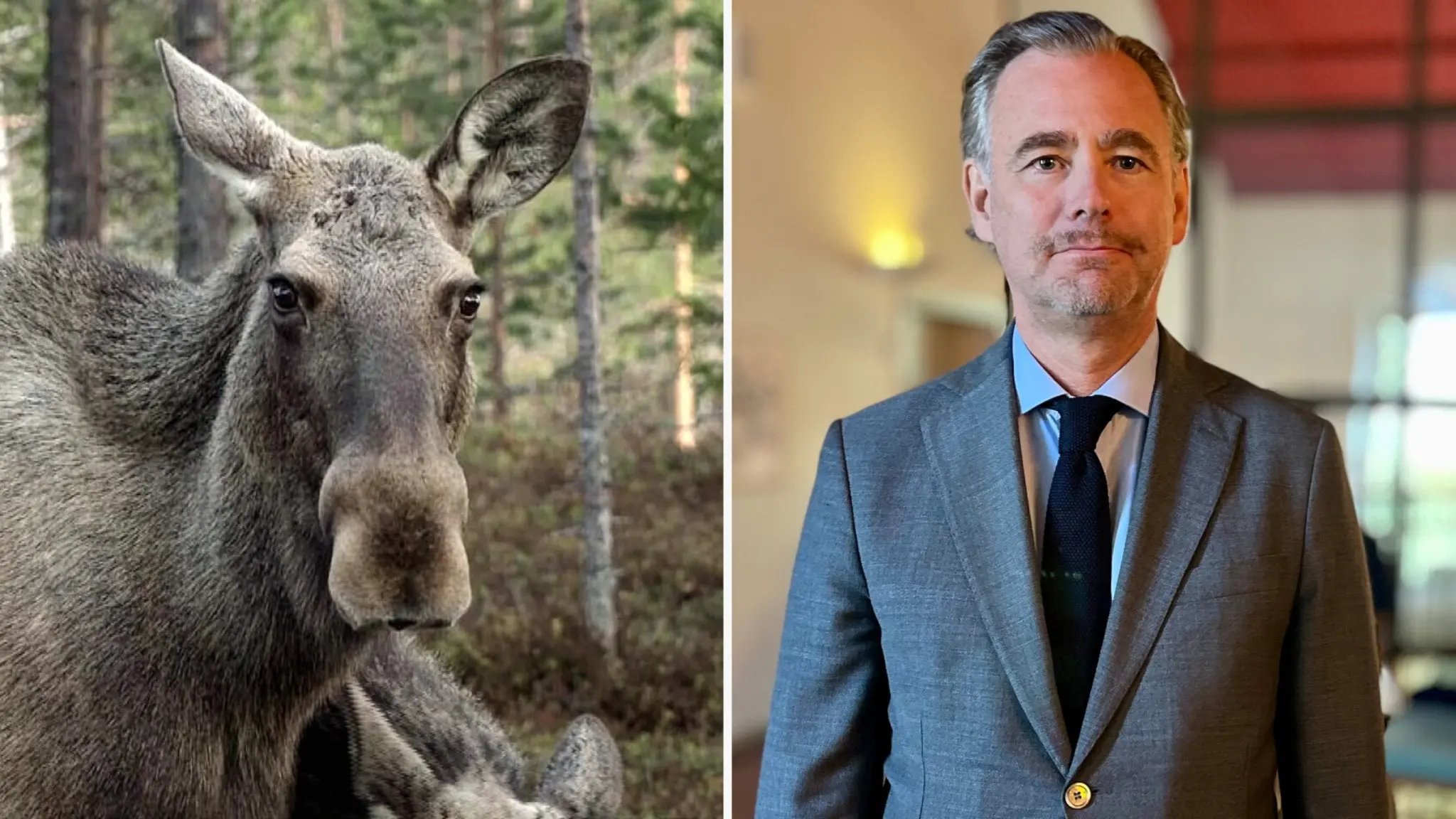 Till vänster syns en älg i skogen, till höger Johan Lindmark, åklagare vid Riksenheten mot korruption, som bär kostym och slips. Bilden symboliserar natur och rättsväsende.
