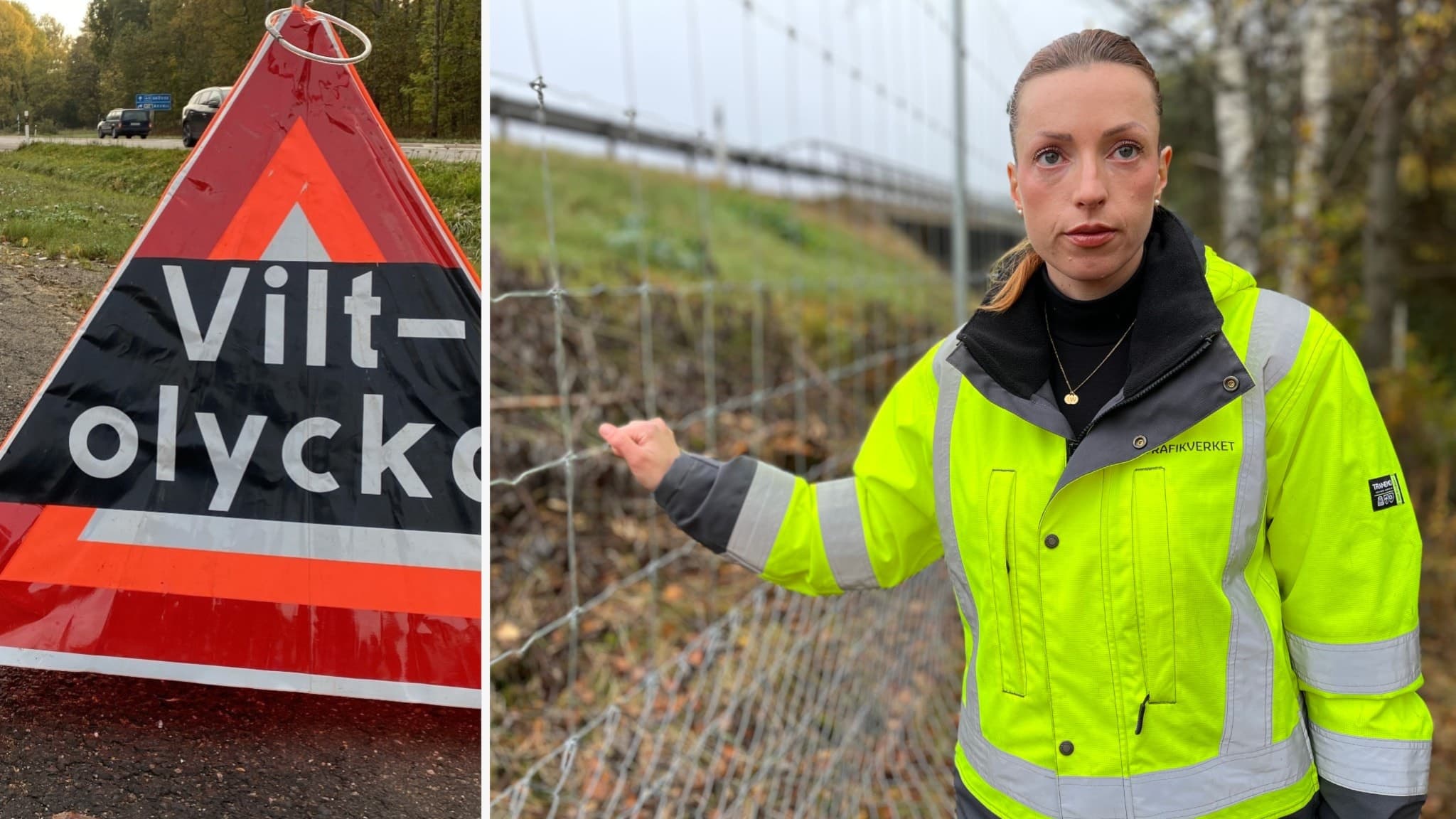 En kvinna i gul reflexjacka från Trafikverket står vid ett viltstängsel vid en väg. Till vänster syns en skylt som varnar för viltolycka. 