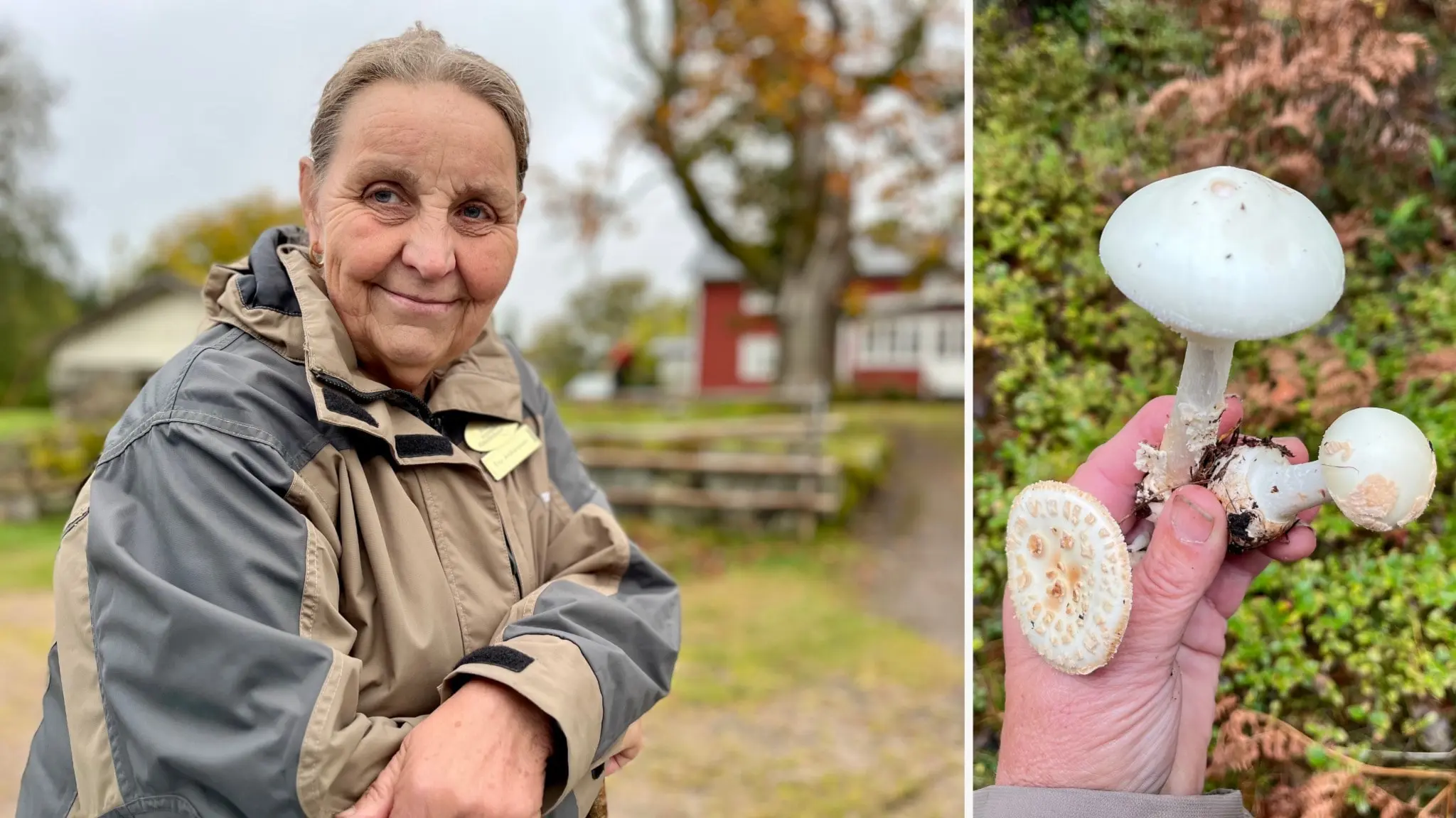 En person i grå jacka håller i tre vitaktiga svampar med orange detaljer. I bakgrunden syns en lantlig miljö med träd och röda byggnader.