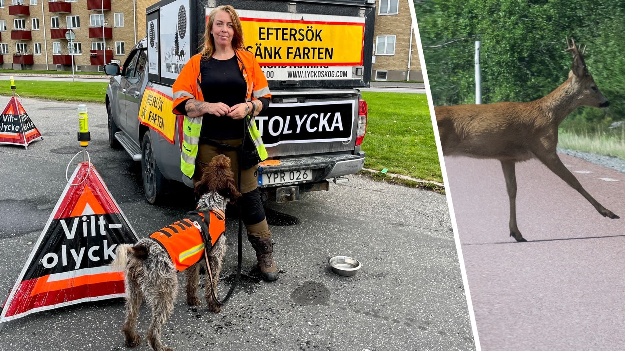 Kvinna i varselkläder och ett rådjur på en väg.