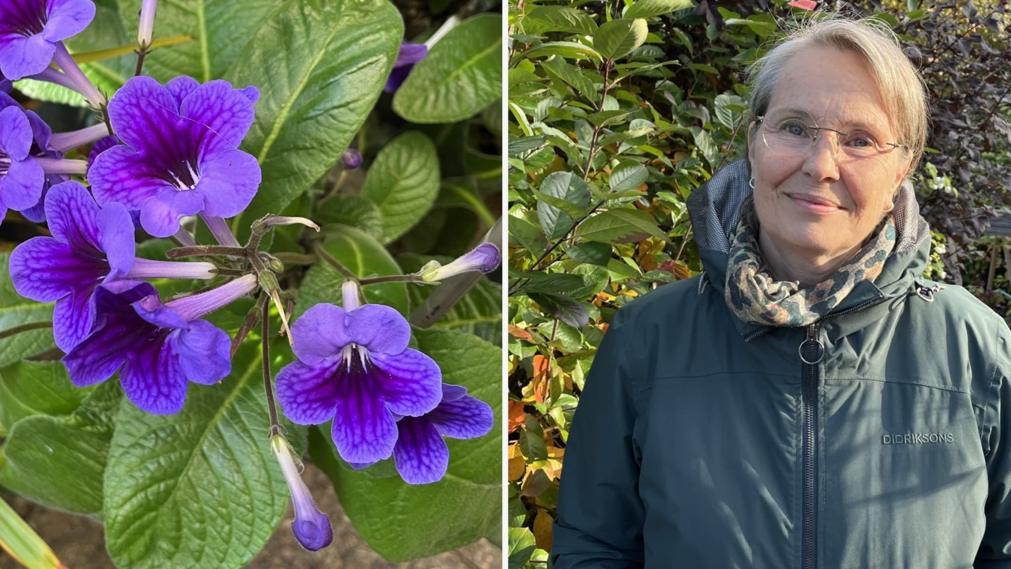 Till vänster syns närbild av lila blommor med gröna blad, till höger Lena Linde, landskapsingenjör på Piteå kommun, klädd i en grön jacka, som står framför grönskande buskar.